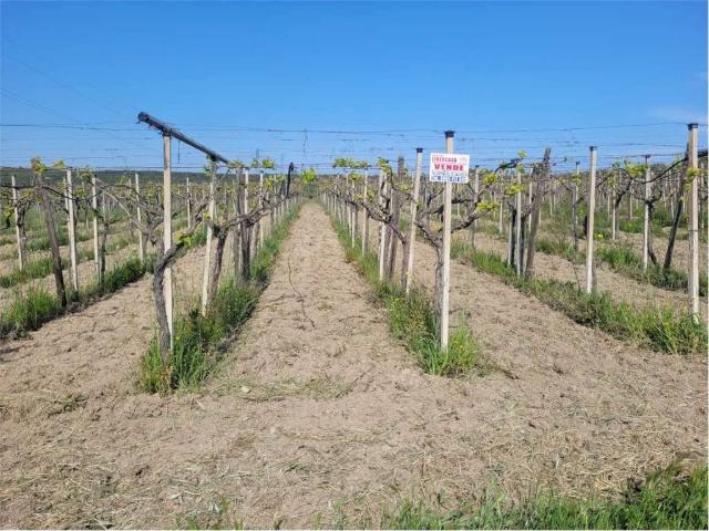 Terreno in vendita a Cerignola FG