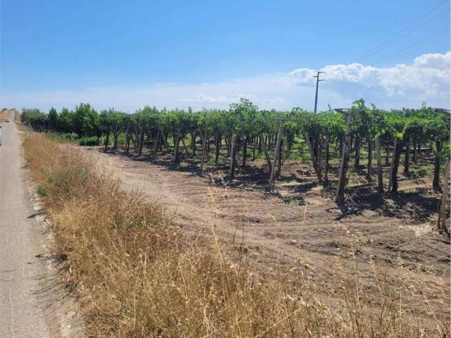 Terreno in vendita a Cerignola FG