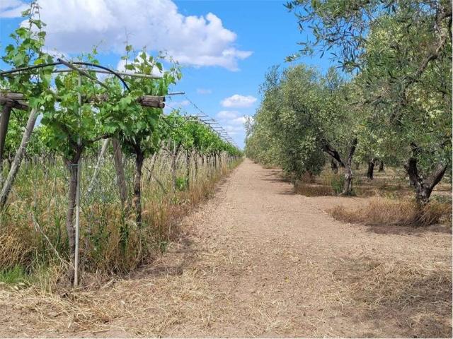 Terreno in vendita a Cerignola FG