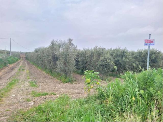 Terreno in vendita a Cerignola FG
