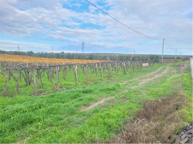 Terreno in vendita a Cerignola FG