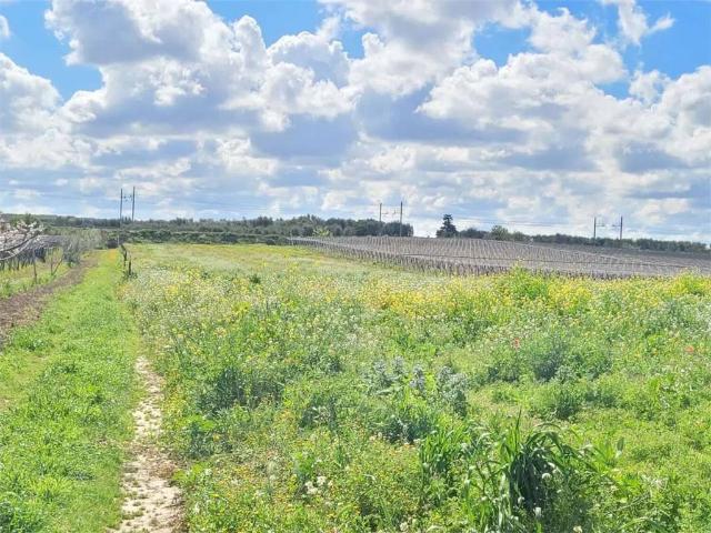 Terreno in vendita a Cerignola FG