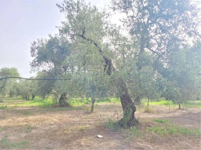Terreno in vendita a Cerignola FG