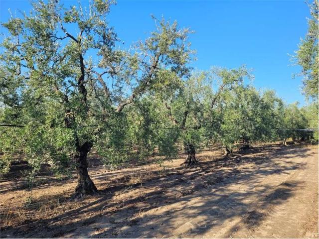 Terreno in vendita a Cerignola FG
