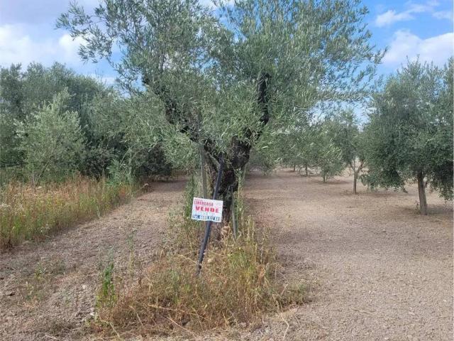 Terreno in vendita a Cerignola FG