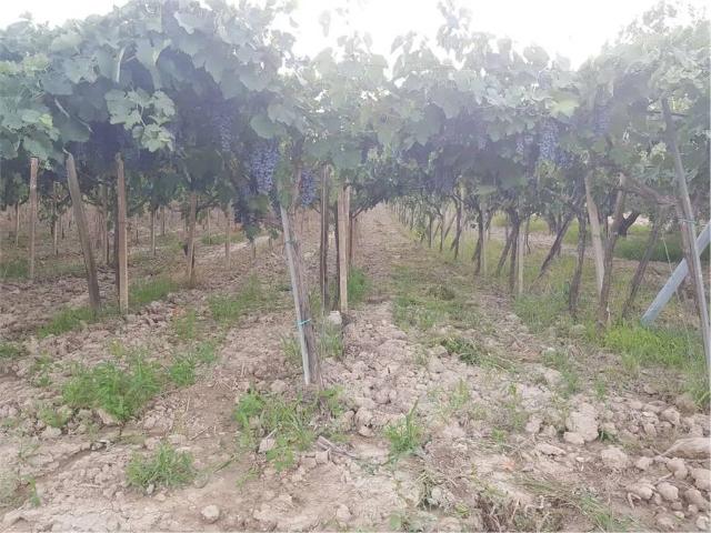 Terreno in vendita a Cerignola FG