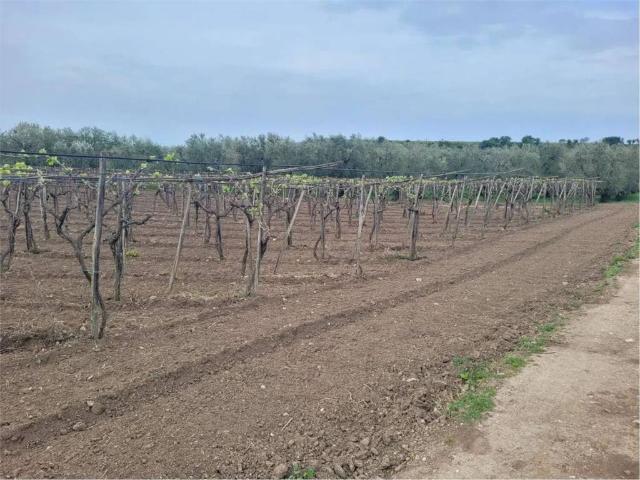 Terreno in vendita a Cerignola FG