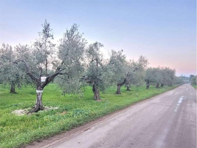 Terreno in vendita a Cerignola FG