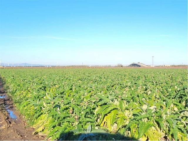 Terreno in vendita a Cerignola FG