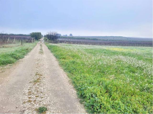 Terreno in vendita a Cerignola FG