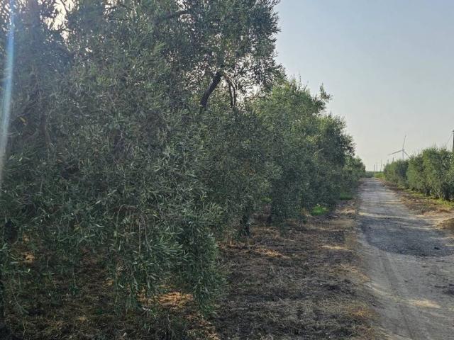Terreno in vendita a Cerignola FG
