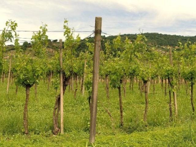 Terreno in vendita a Chiuduno BG