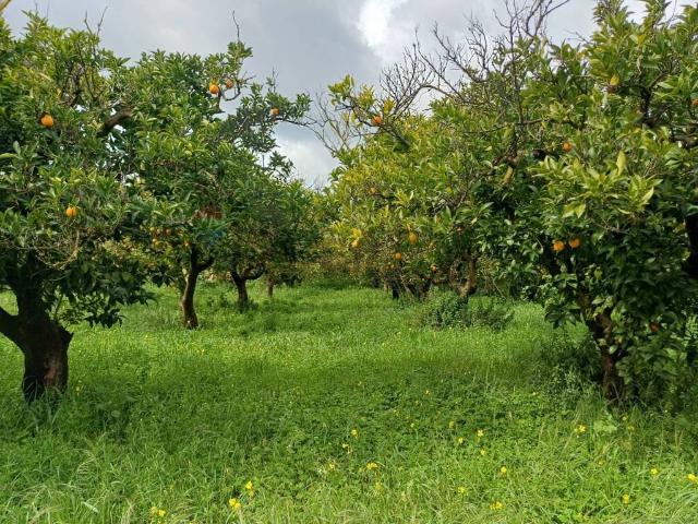 Terreno in vendita a Chiaramonte Gulfi RG