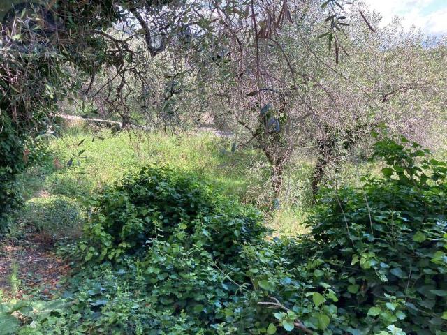 Terreno in vendita a Cipressa IM