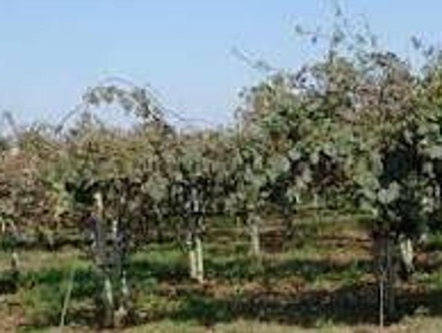 Terreno in vendita a Cisterna di Latina LT