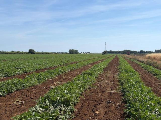 Terreno in vendita a Cisterna di Latina LT