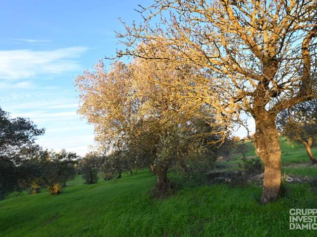 Terreno in vendita a Cisternino BR