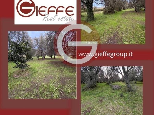 Terreno in vendita a Cittanova RC