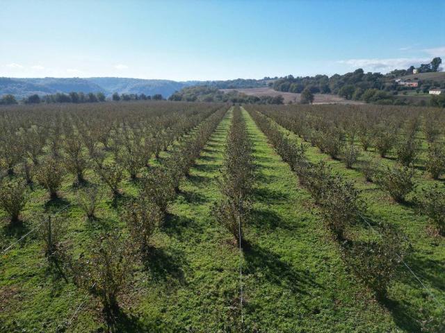 Terreno in vendita a Civita Castellana VT