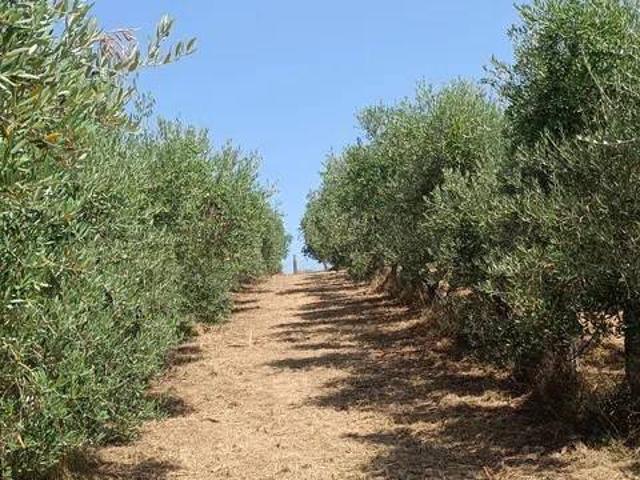 Terreno in vendita a Civitella in Val di Chiana AR