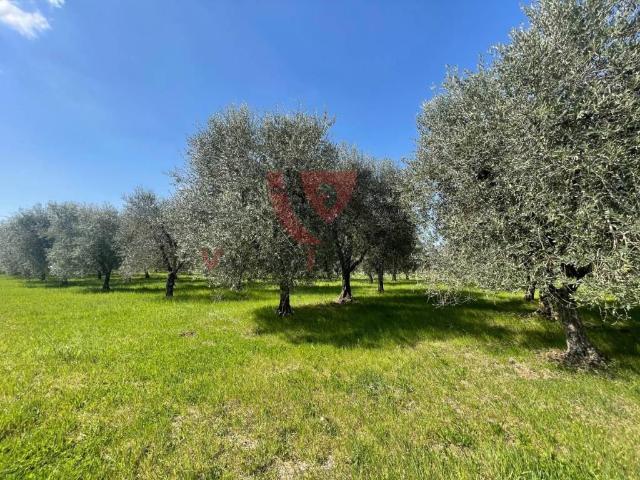 Terreno in vendita a Colle di Val d'Elsa SI