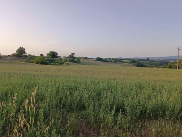 Terreno in vendita a Colle di Val d'Elsa SI