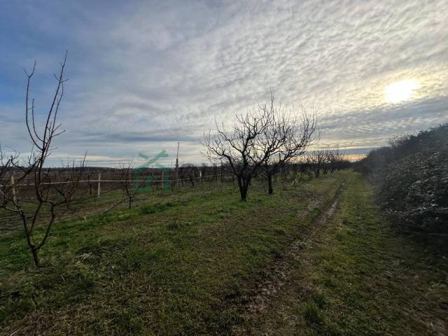 Terreno in vendita a Colognola Ai Colli VR