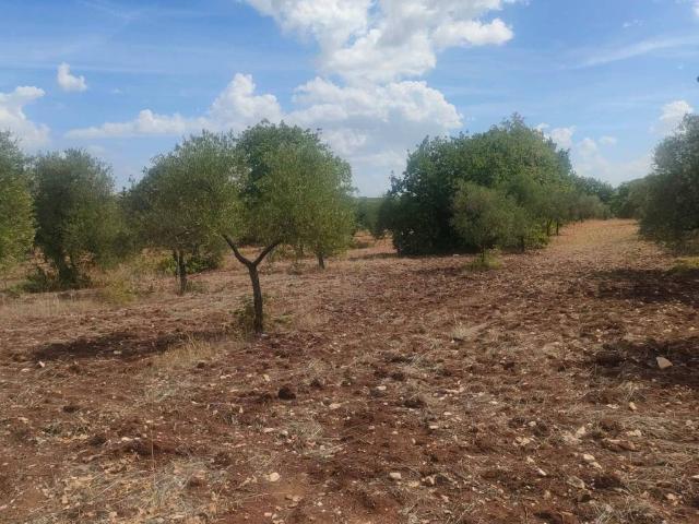 Terreno in vendita a Corato BA