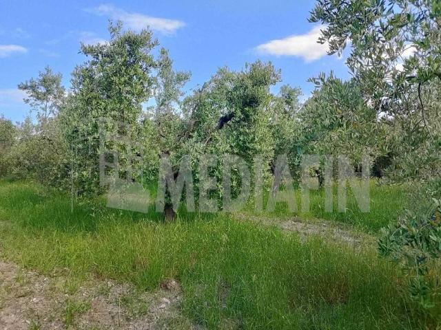 Terreno in vendita a Corigliano Rossano CS