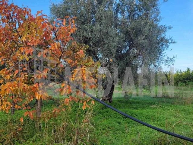 Terreno in vendita a Corigliano Rossano CS