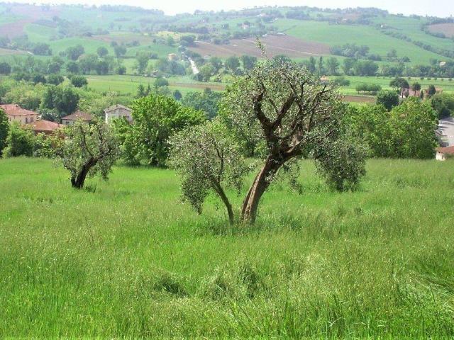 Terreno in vendita a Corinaldo AN
