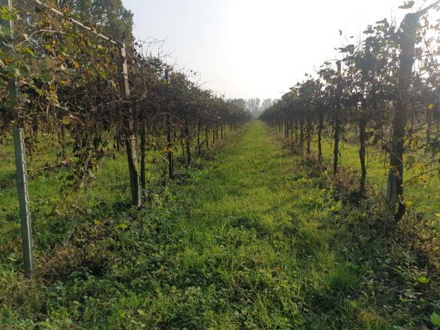 Terreno in vendita a Correggio RE