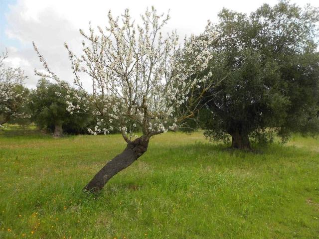 Terreno in vendita a Crispiano TA
