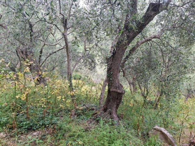 Terreno in vendita a Diano San Pietro IM