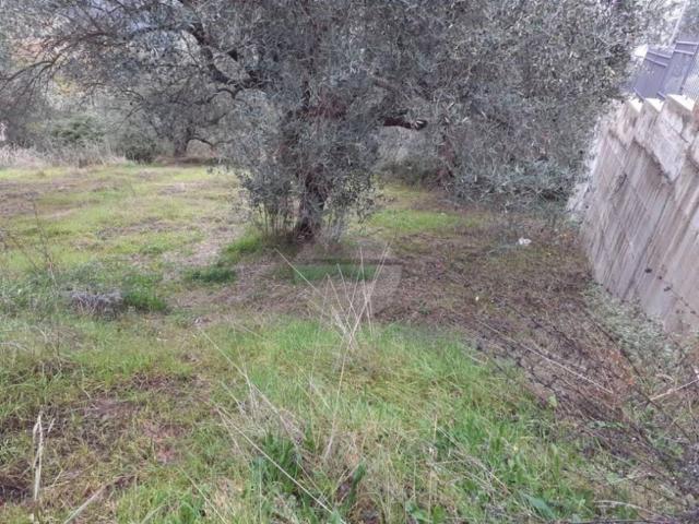 Terreno in vendita a Dipignano CS