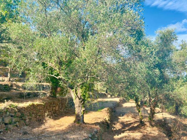 Terreno in vendita a Dolceacqua IM