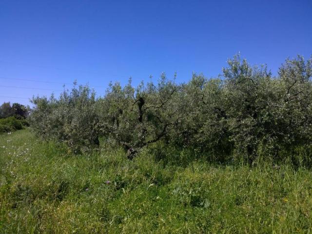 Terreno in vendita a Eboli SA