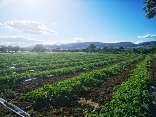 Terreno in vendita a Eboli SA