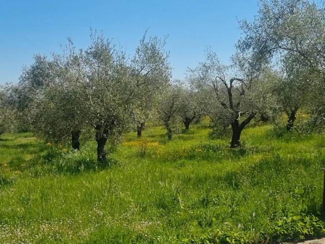 Terreno in vendita a Fiano Romano RM