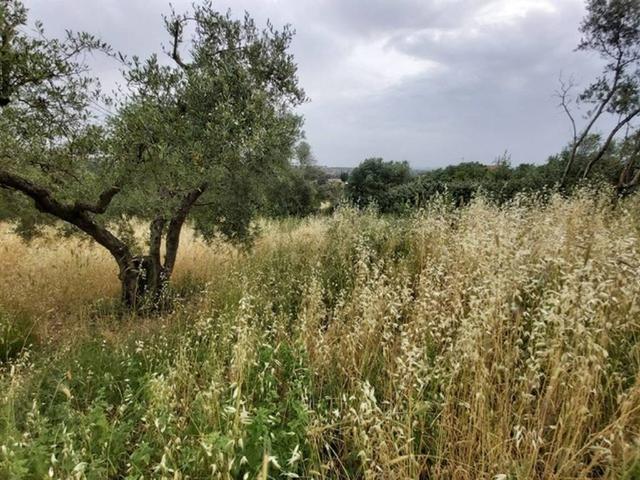 Terreno in vendita a Fonte Nuova RM