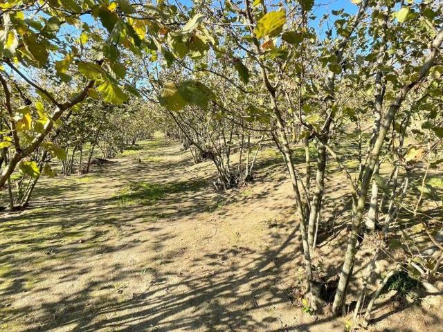 Terreno in vendita a Forino AV
