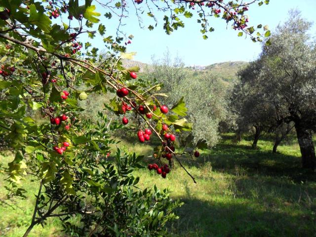 Terreno in vendita a Formia LT