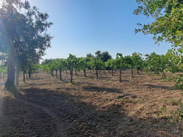 Terreno in vendita a Frasso Telesino BN