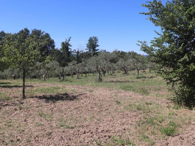 Terreno in vendita a Frasso Telesino BN