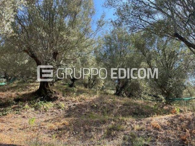Terreno in vendita a Galatro Rif. 4555070