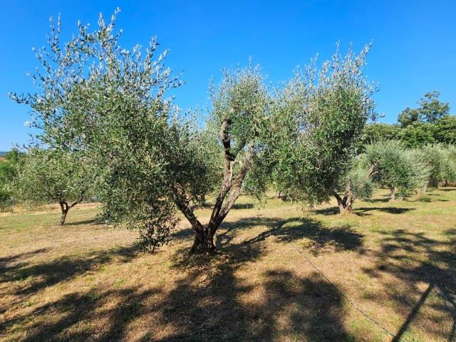 Terreno in vendita a Gavorrano GR