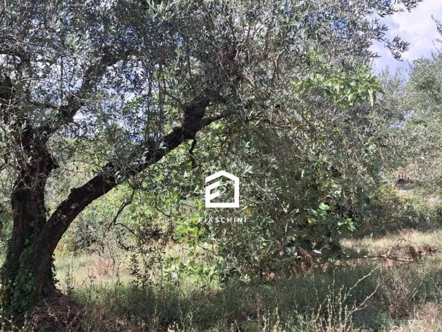 Terreno in vendita a Giove TR