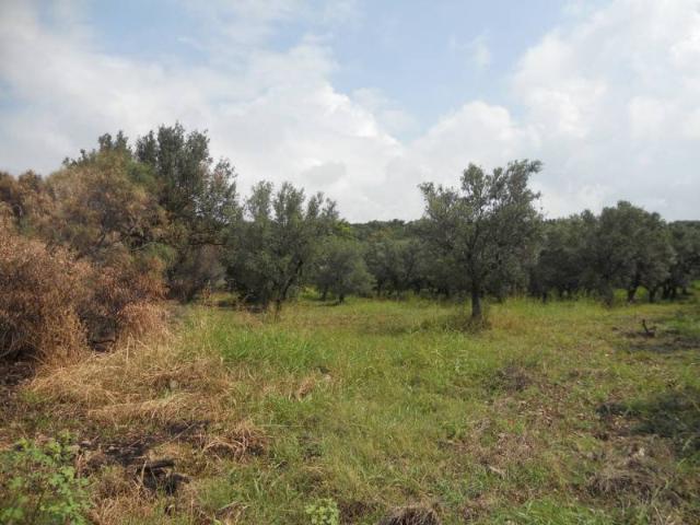 Terreno in vendita a Gizzeria CZ