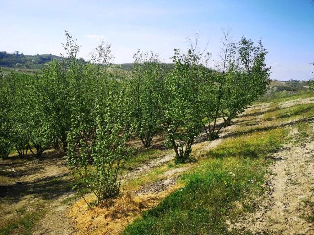 Terreno in vendita a Govone CN