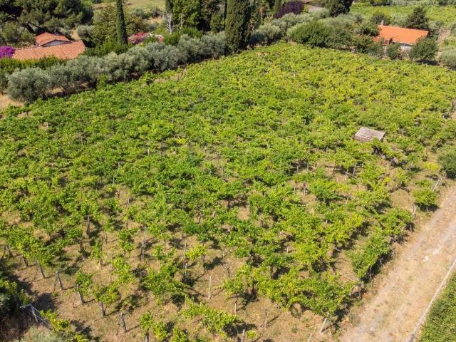 Terreno in vendita a Grottaferrata RM